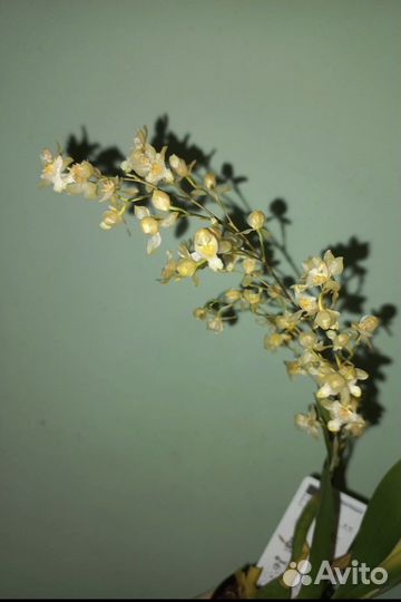 Орхидеи разные,больше растений в профиле