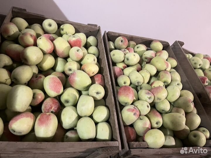 Яблоки домашние