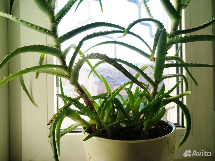 Алоэ, столетник