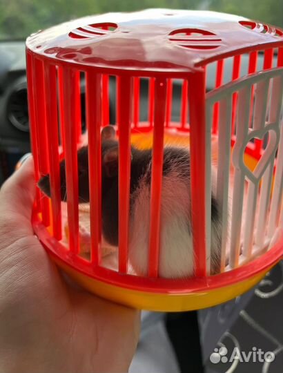 Переноска для грызунов