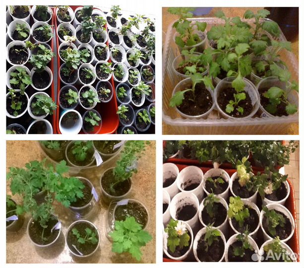 Хризантема мультифлора (укорененные черенки)