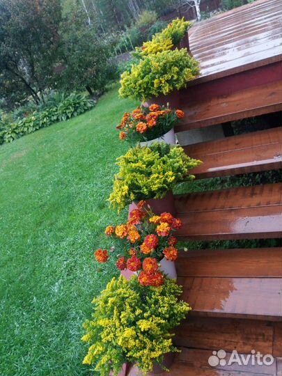 Золотарник (многолетник)