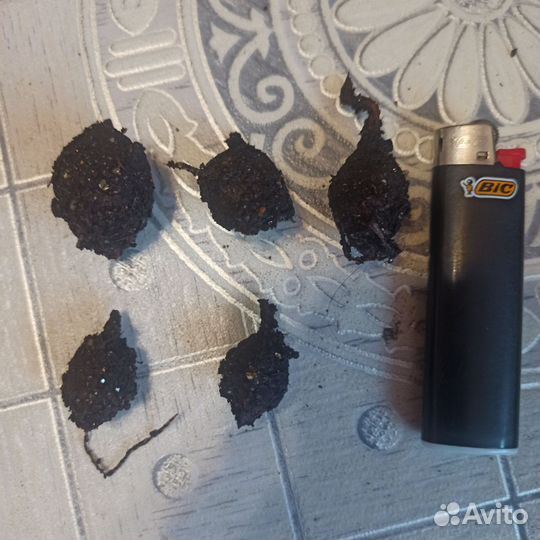 Алоказия принцесса юкатан