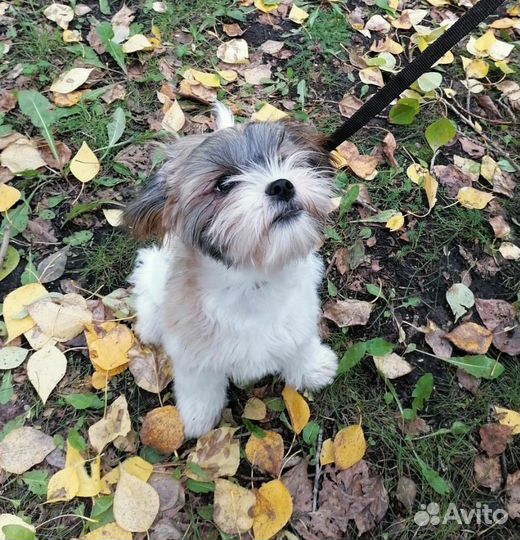 Дрессировка собак