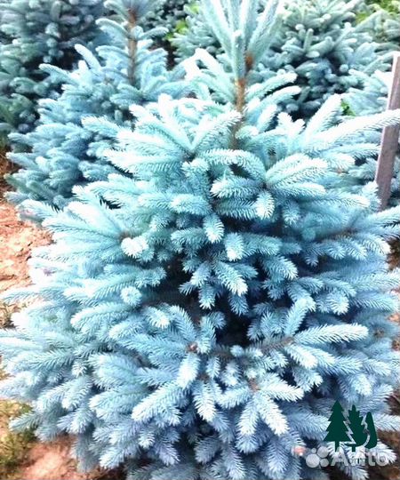 Ель голубая экстра