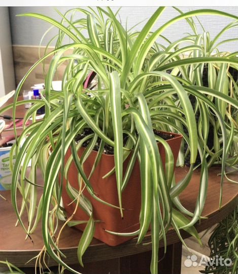 Хлорофитум