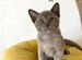 Бурма - кошка необыкновенной красоты
