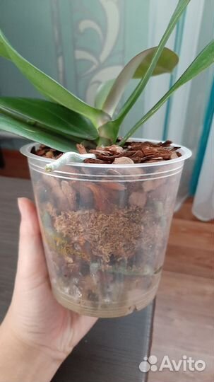 Орхидея Sogo lawrence