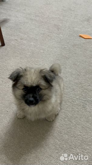 Продажа собак щенков