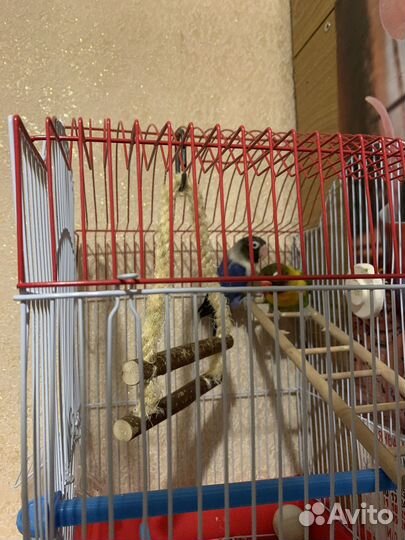 Попугай неразлучники