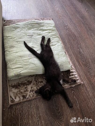 Брутальный котенок Босс