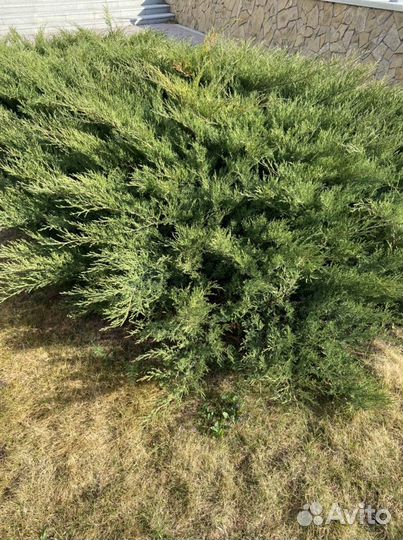 Можевельник казацкий большой