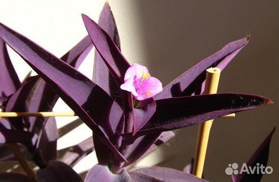 Традесканция сеткреазия