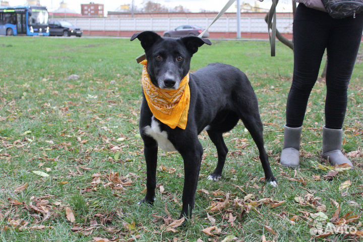 Собака Багира уже давно сидит в клетке