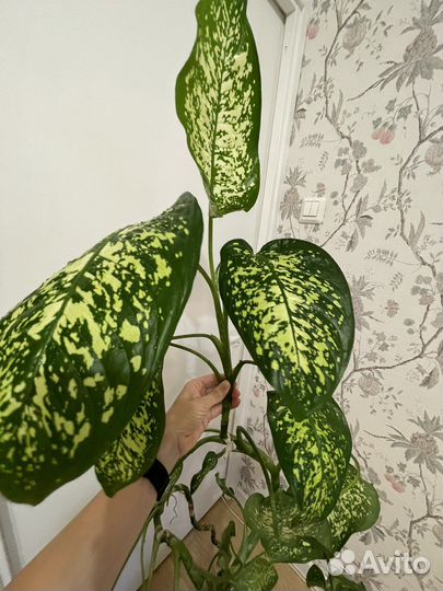 Диффенбахия 2 метра