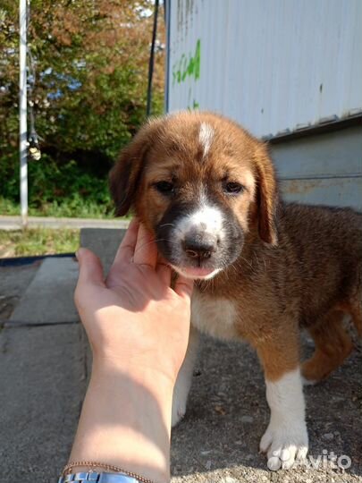 Собака 4 мес девочка супер умный друг