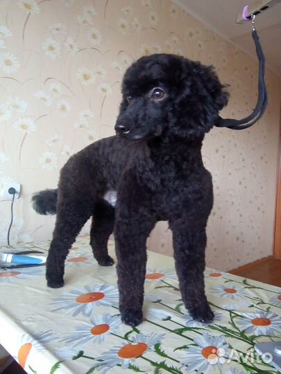 Услуги грумера, груминг, стрижка собак и кошек