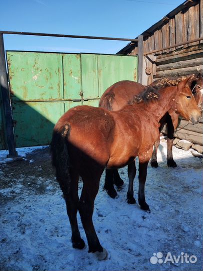 Кобыла с жеребенком