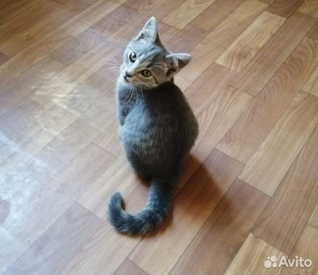 Кошка в дар бесплатно