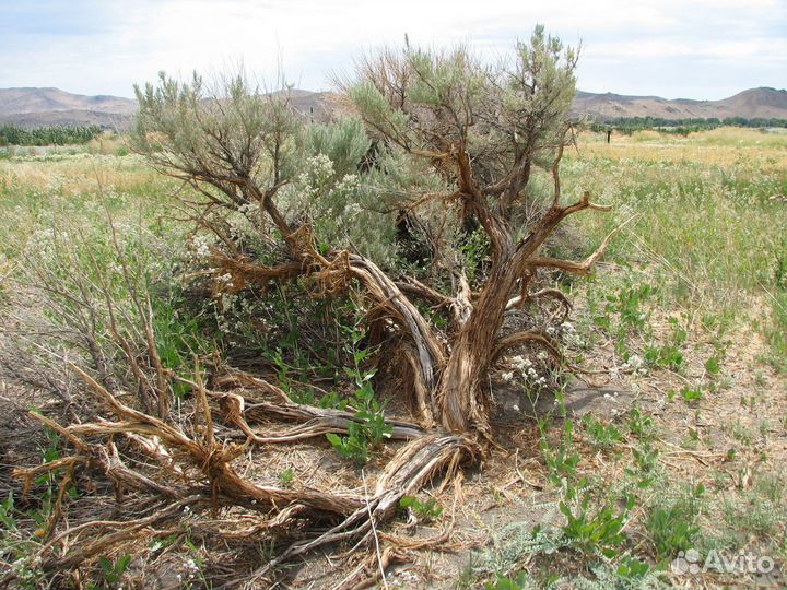 Полынь трехзубчатая, семена