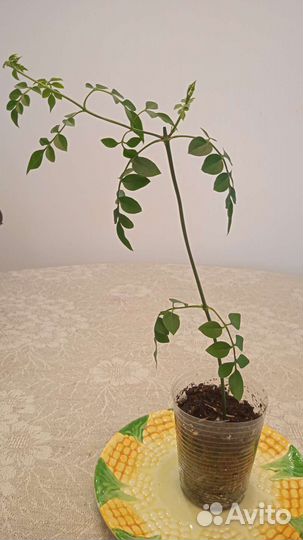 Жасмины комнатные