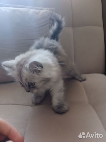 Котенок в добрые руки