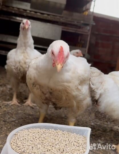 Цыплята бройлеры Кобб500 в ст. Новопокровской