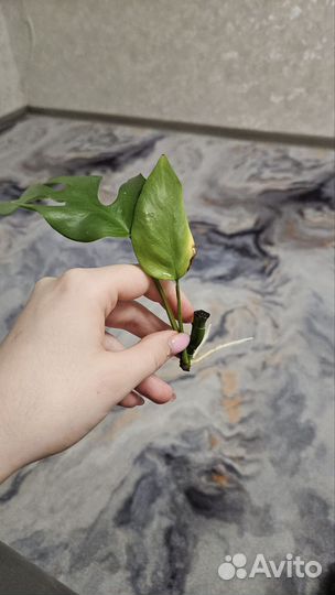 Монстера черенок
