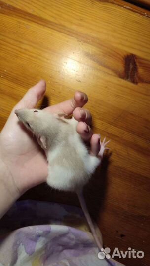 Декоративные крысята