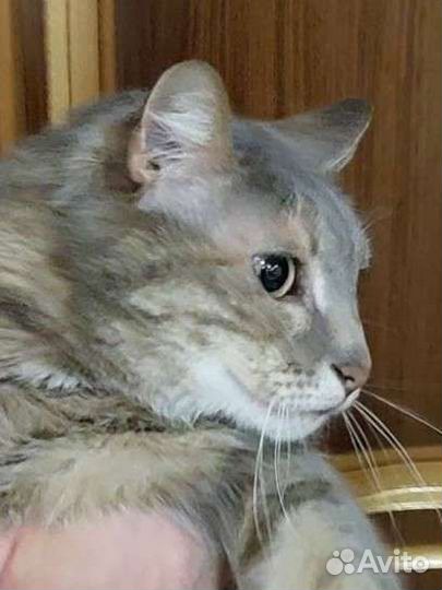 Кошка умная необыкновенная 3.5 года