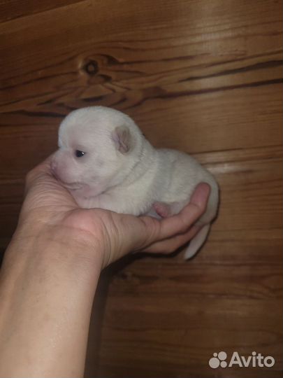 Чихуахуа девчонка блонд