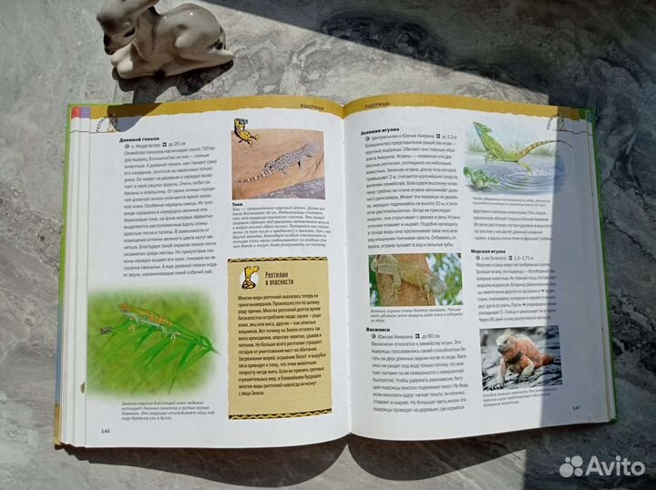 Книга Царство животных 2004