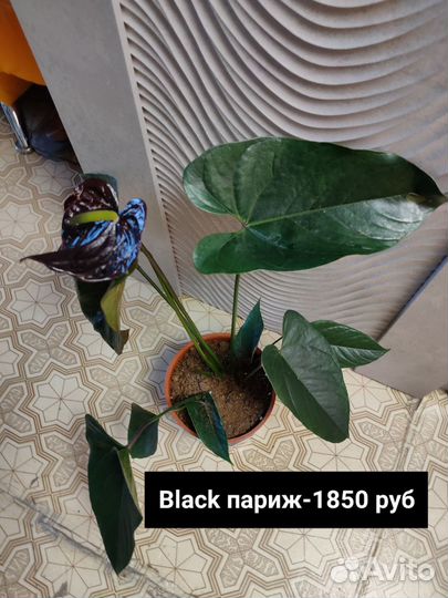 Антуриумы, гиппеаструм, Замиокулькас, спатифиллум