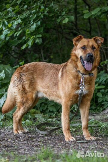 Шикарный пёс Рыжик ищет дом