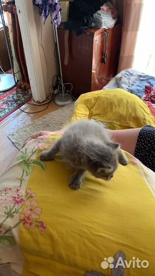 Котята 1 месяц племенные