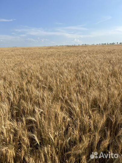 Пшеница 4 класс