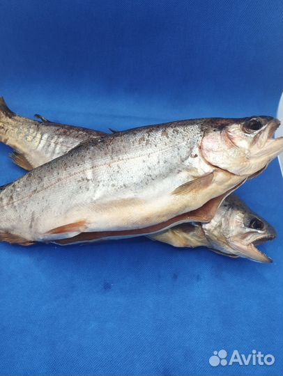 Рыба Форель холодного копчения