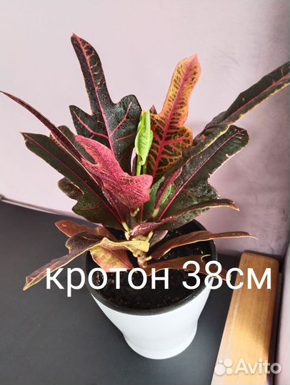 Спатифиллум, герань, кротон
