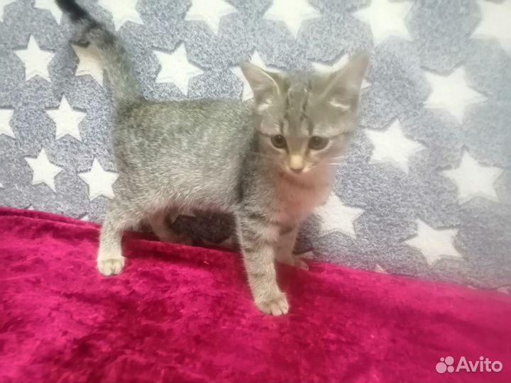 Милые котята