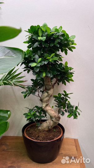 Фикус гинсенг микрокарпа