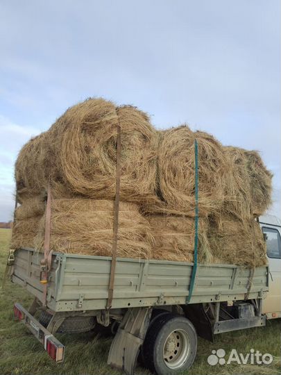 Сено 2024г
