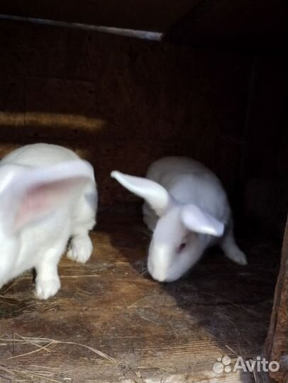 Кролики мясных пород