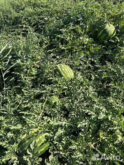 Арбузы дини