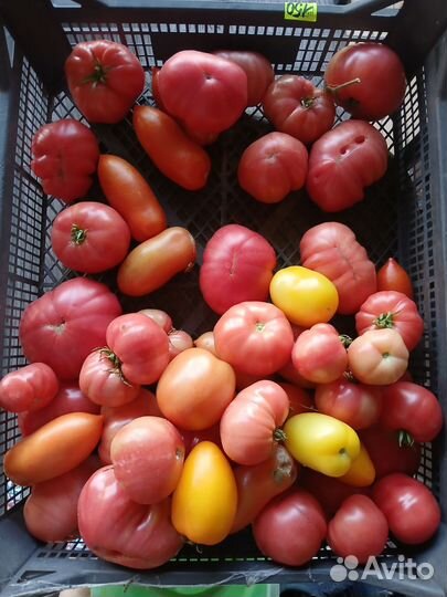 Помидоры домашние