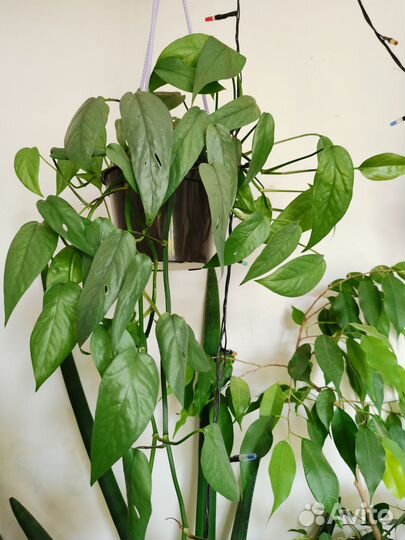 Сенецио Роули и другие ампельные на срез и укор