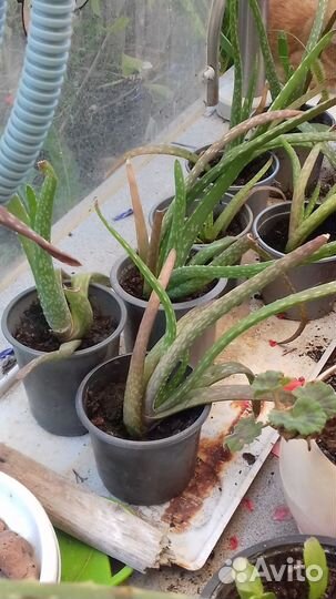 Продам алоэ вера