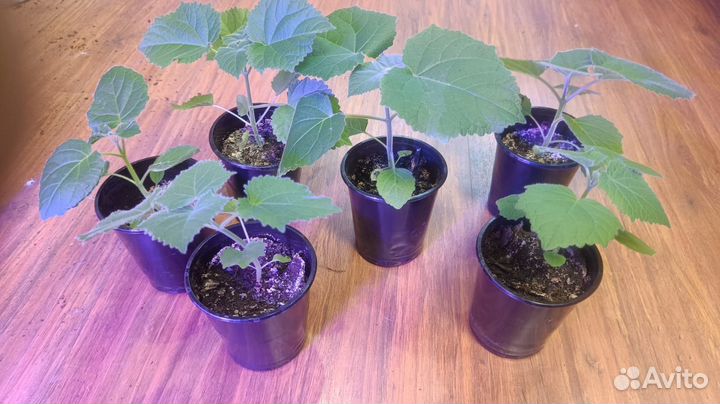 Саженцы Павловния PAO tong Z07