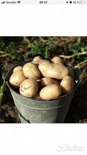 Продам картофель