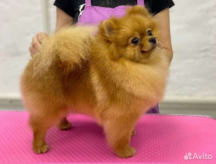 Груминг. Стрижка, уход за собакой, стрижка кошек