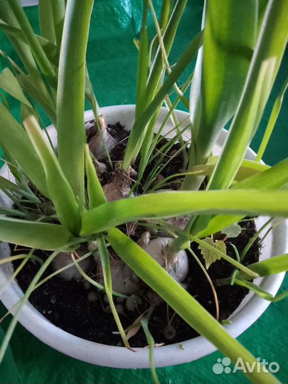 Индийский лук лечебный